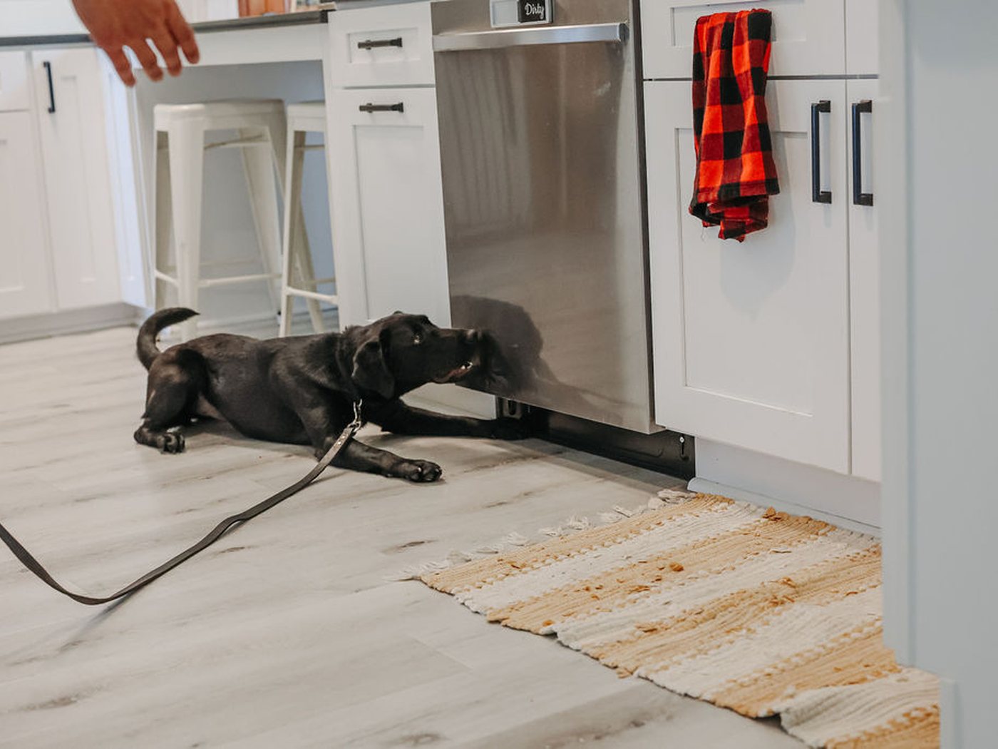 Winnie in a trained alert, lying down and nosing the base of a dishwasher