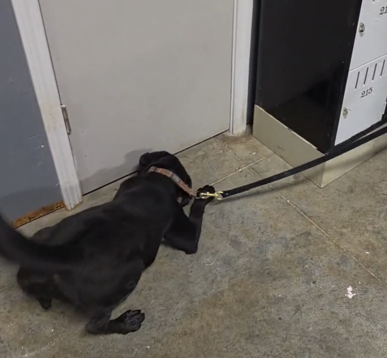 Winnie, a black Labrador mold detection dog, alerting at the base of a door during an inspection