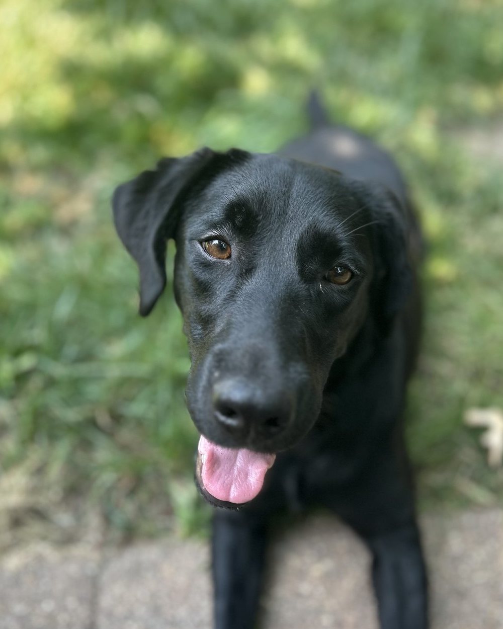 Winnie, mold detection dog
