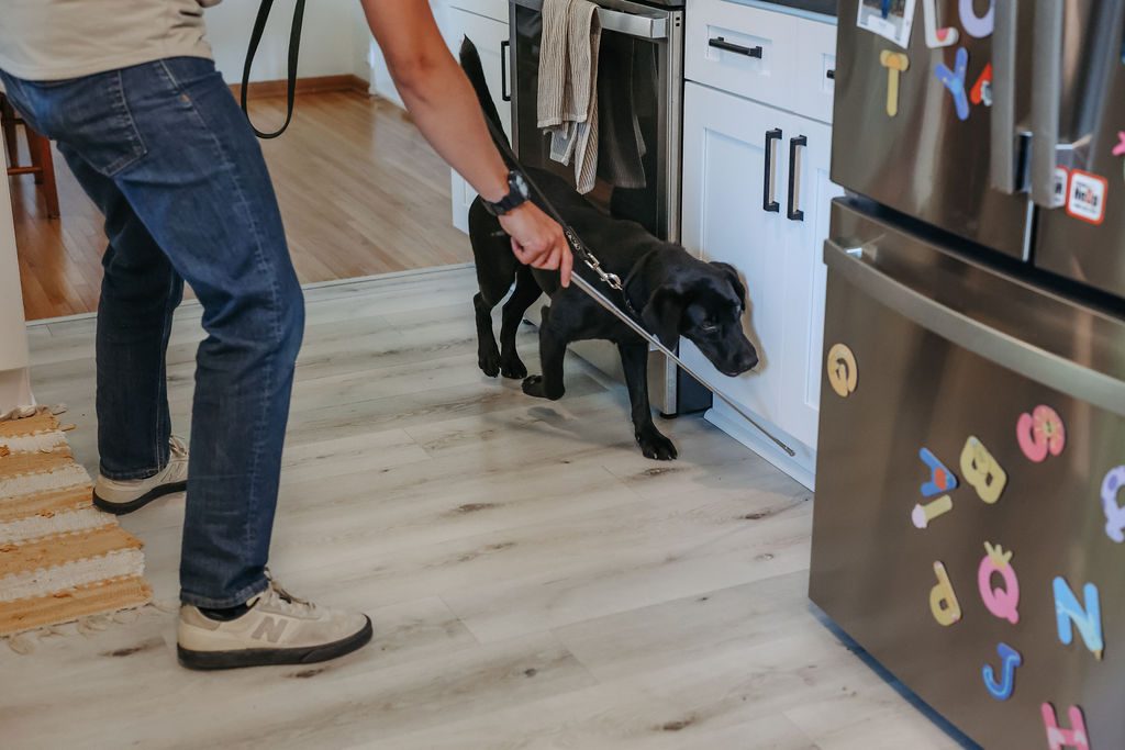 A certified black Labrador mold detection dog inspecting a kitchen for hidden mold